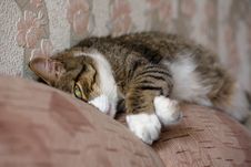 Sleeping Cat Royalty Free Stock Photography Sleeping Cat Royalty Free Stock Photography