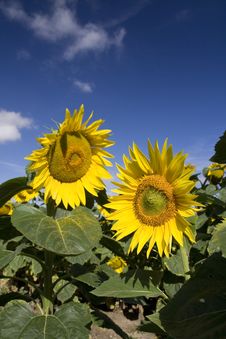 Sunflowers Stock Photo Sunflowers Stock Photo