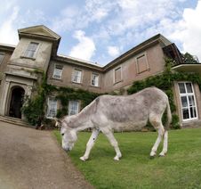 Donkey House Royalty Free Stock Photography
