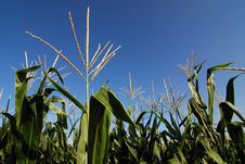 Corn Plants Stock Image Corn Plants Stock Image