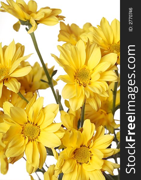 Close up of yellow daisy with on the white. Close up of yellow daisy with on the white