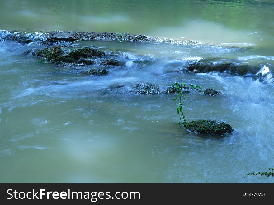 Single Plant in Rushing Water in Shade