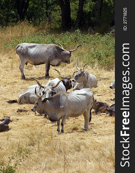 A group of italian cow in field. A group of italian cow in field