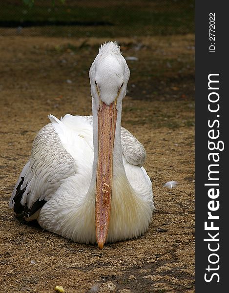 Pelican resting on the grass