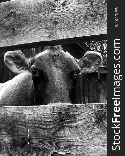 Female farm Cow in black and white behind a fence. Female farm Cow in black and white behind a fence