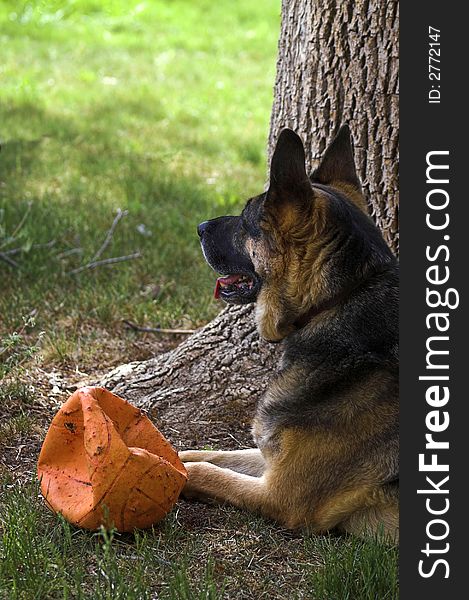 Portrait of a German Shepherd Dog on a hot summer day, as he relaxes in the shade with his toy Basketball