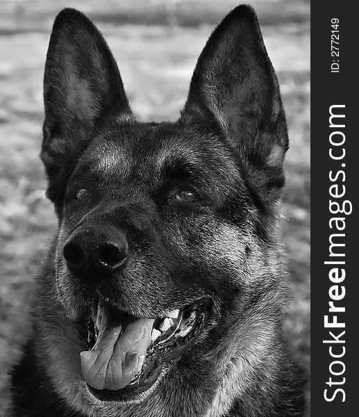 Black and white portrait of a German Shepherd Dog. Black and white portrait of a German Shepherd Dog
