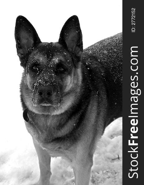 German Shepherd Dog in snow portrait in Black and White. German Shepherd Dog in snow portrait in Black and White