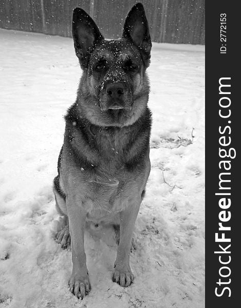 A German Shepherd as captured in the snow, in Black and White. A German Shepherd as captured in the snow, in Black and White