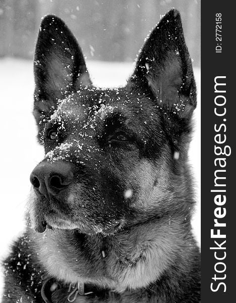 German Shepherd Portrait as he stands guard in the snow outdoors. German Shepherd Portrait as he stands guard in the snow outdoors