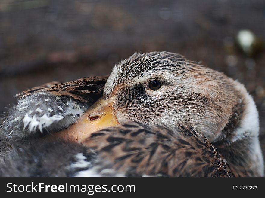 Yclose-up of a young dreaming duck