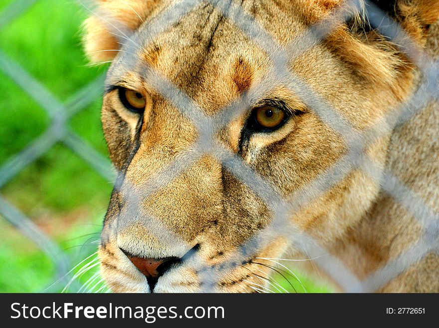 Lion at South Lakes Animal Park in the lake District. Lion at South Lakes Animal Park in the lake District.