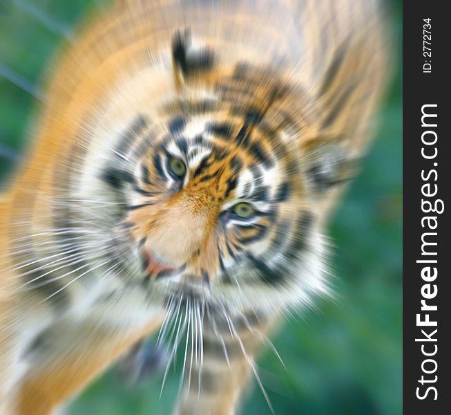 Sumatran Tiger at Thrigby Hall Wildlife Gardens Norfolk. Sumatran Tiger at Thrigby Hall Wildlife Gardens Norfolk.