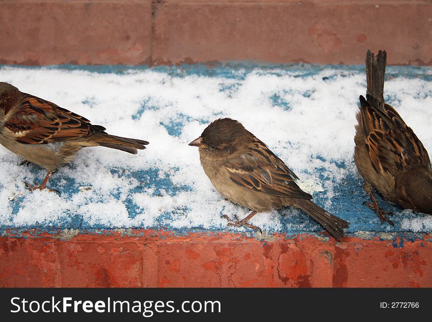 Sparrows eat bread in the winter on a step