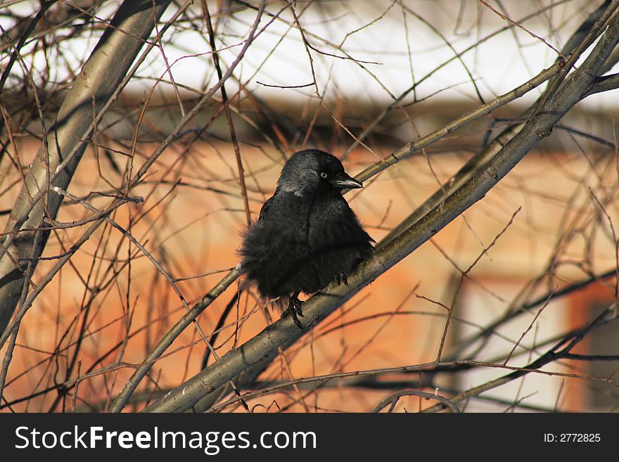 The small bird a daw sits on a branch in the winter