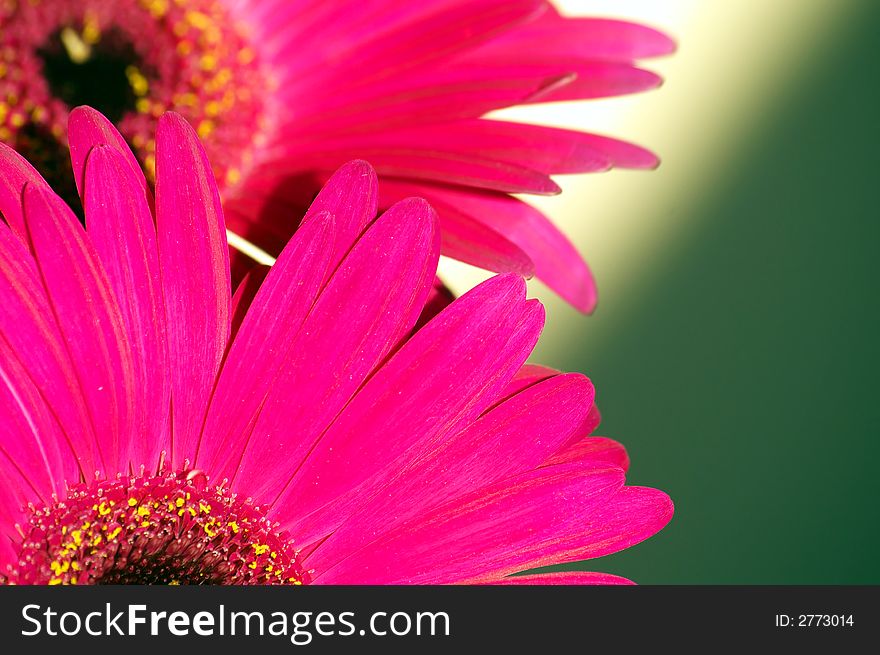 Two bright violet gerberas composition. Two bright violet gerberas composition