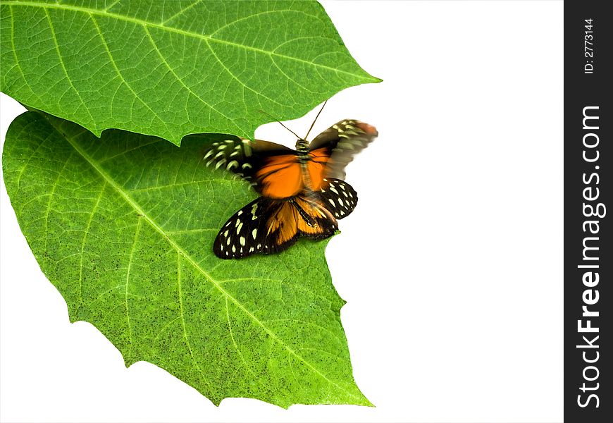 Two butterflies in a courting dance over green leaves. Two butterflies in a courting dance over green leaves