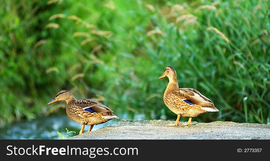 Two wild duck by the river