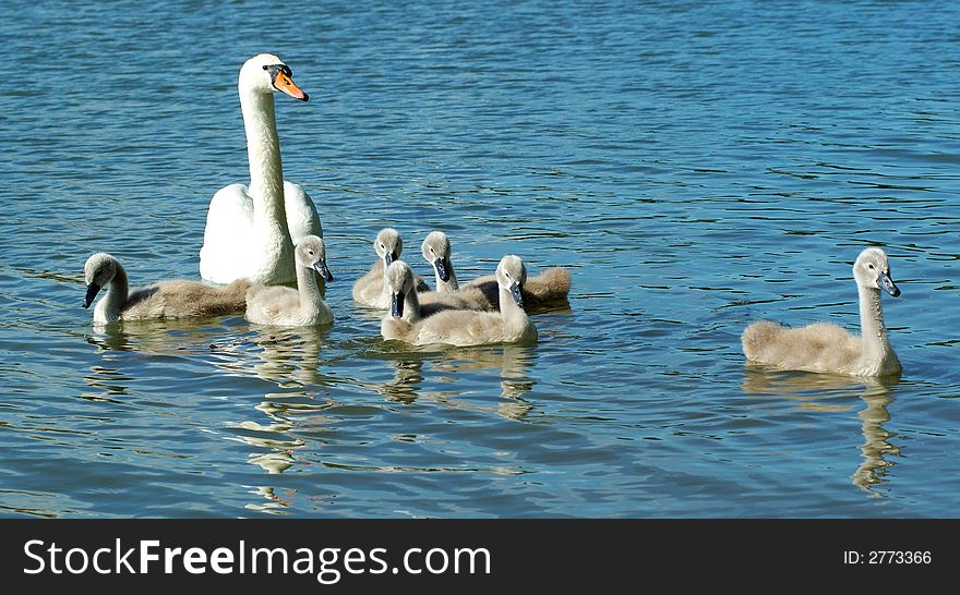 Family swan