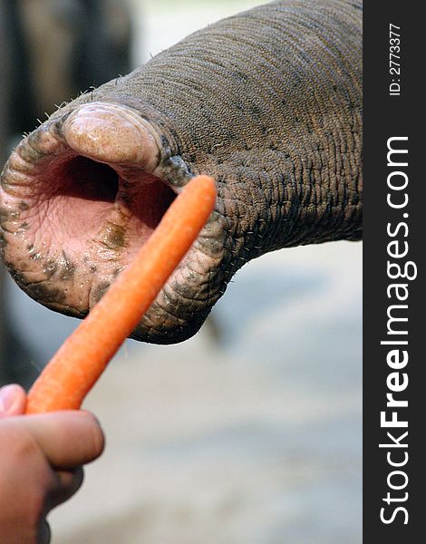 Feeding of an elephant with a carrot. Feeding of an elephant with a carrot
