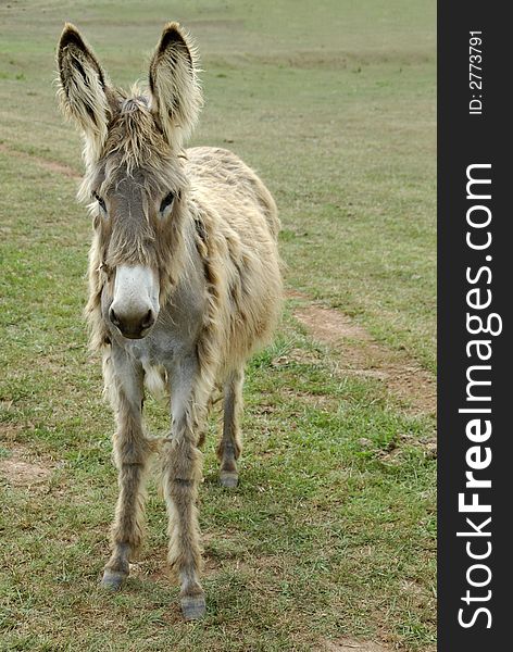 A shaggy donkey standing in the field on a farm