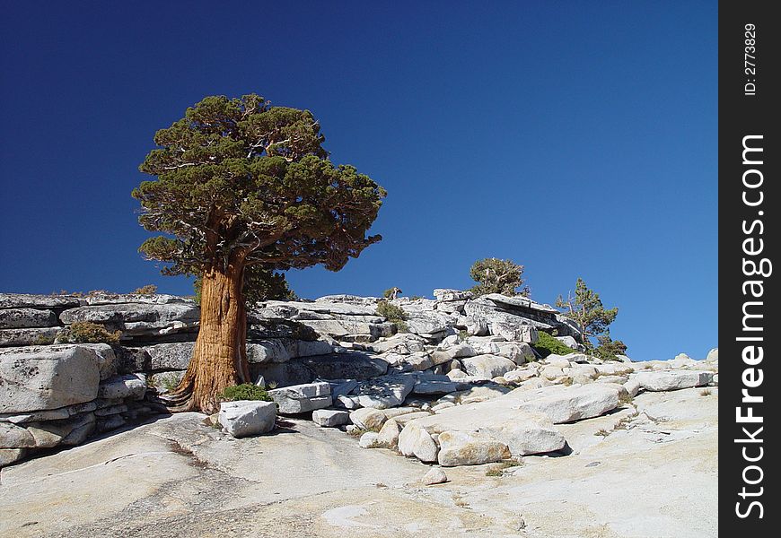 A juniper tree grows out of exposed white granite