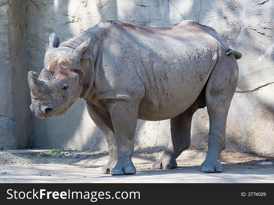 Close up of full sized adult African rhino. Close up of full sized adult African rhino