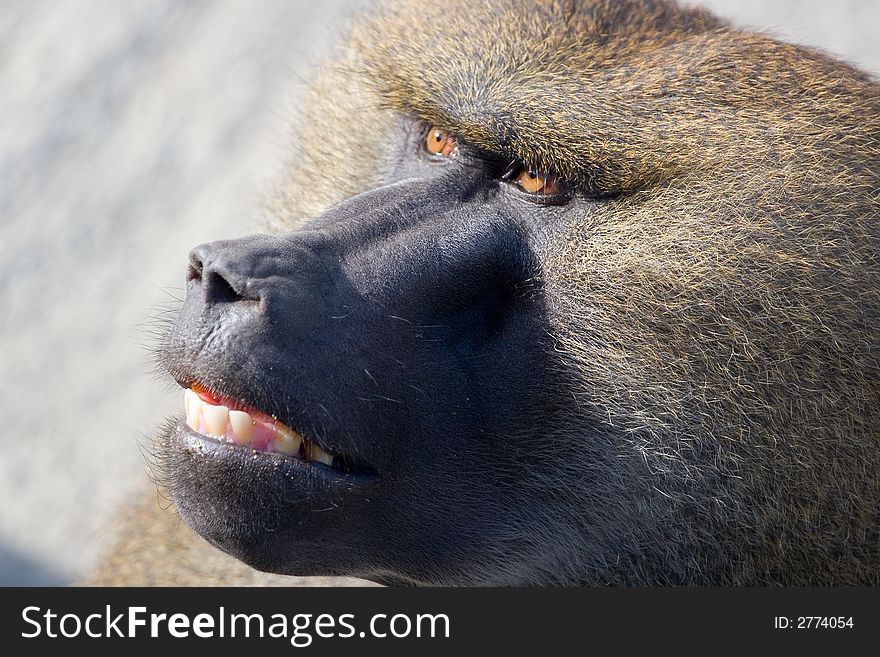 Close up of shaggy African baboon head