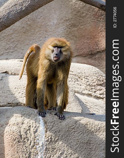 Shaggy brown African baboon standing on all fours on rock