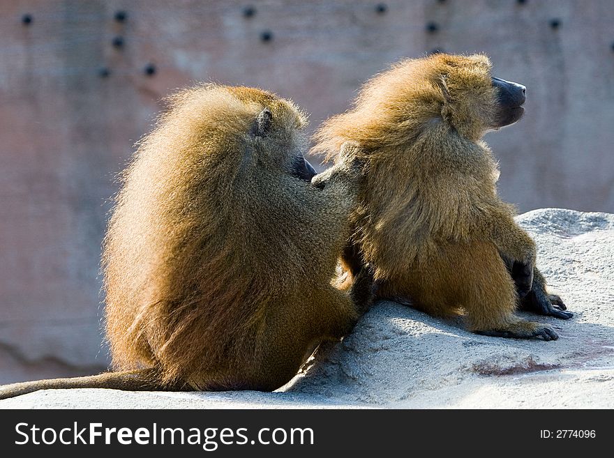 Two shaggy African baboons grooming on rock. Two shaggy African baboons grooming on rock