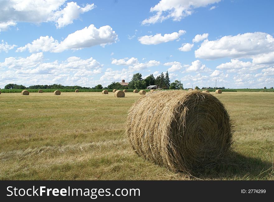 Wheat on blue sky