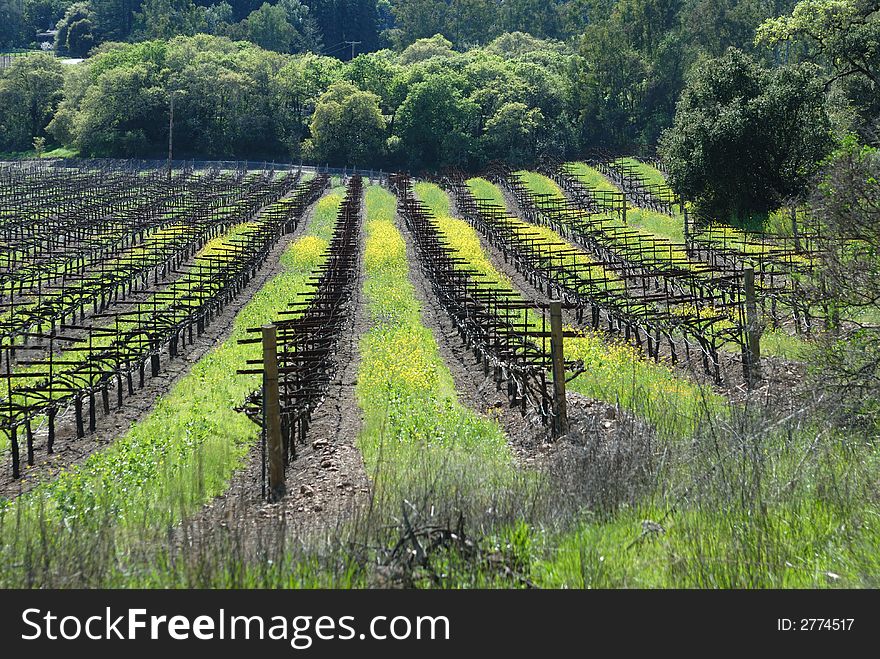 Vineyard in the Sonoma Valley, California. Vineyard in the Sonoma Valley, California