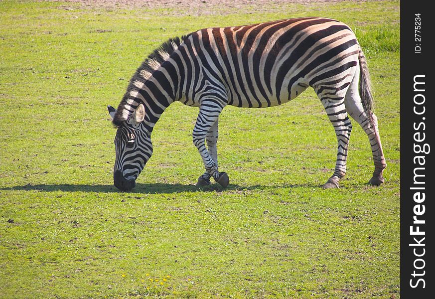 Zebra grazing in the plains