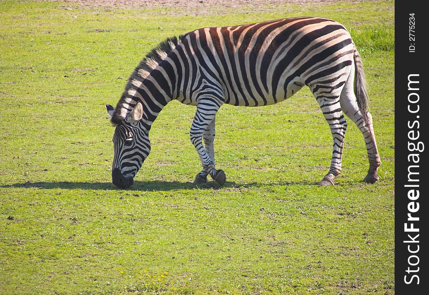 Zebra