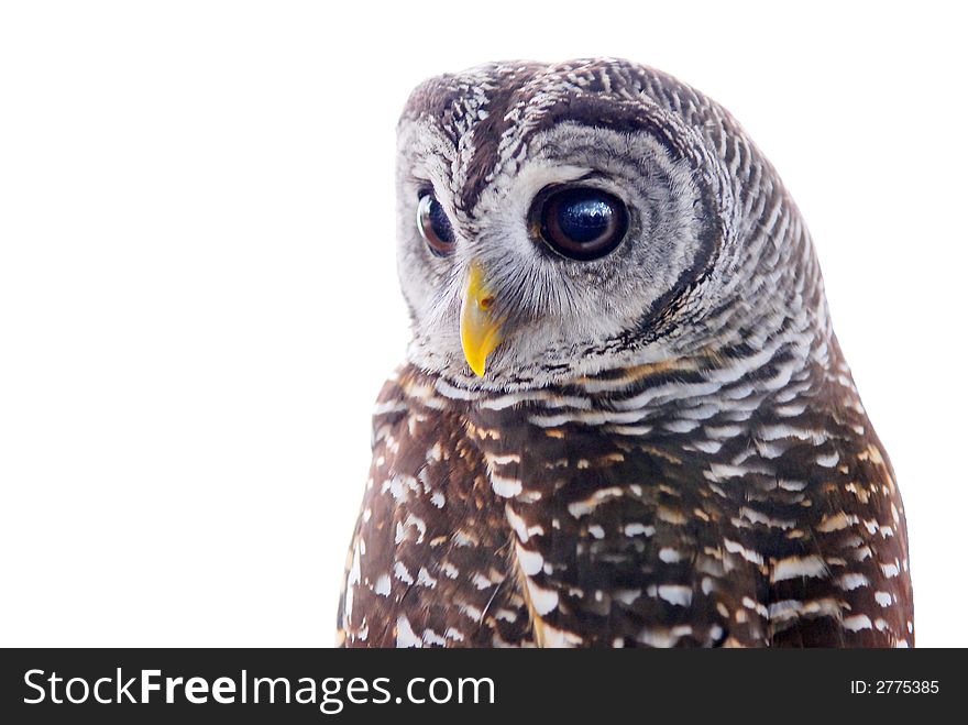 European or eurasian tawny owl or strix aluco isolated on white