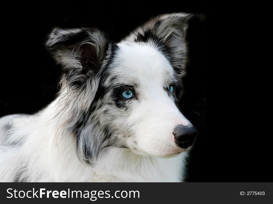Portrait of a blue merle border collie with blue eyes isolated on black. Portrait of a blue merle border collie with blue eyes isolated on black