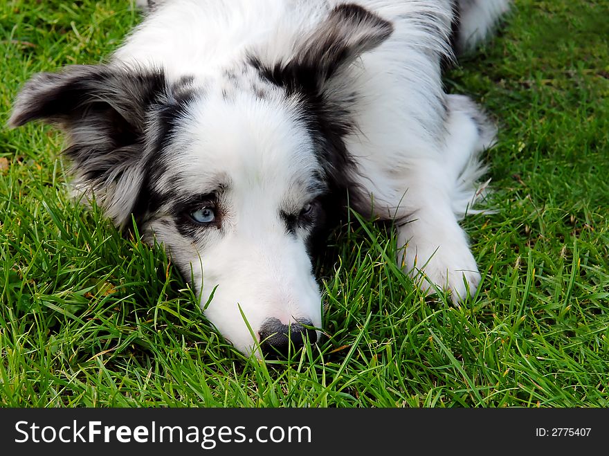 Beautiful sad looking border collie lying in the grass. Beautiful sad looking border collie lying in the grass