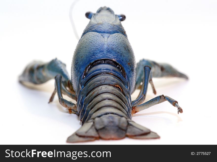 Backside of a blue crayfish