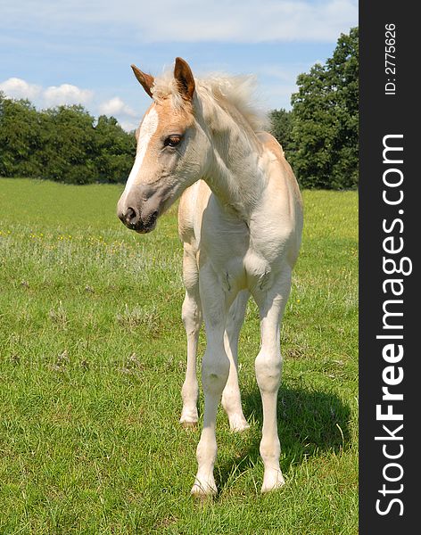 Haflinger filly in a green meadow in summer