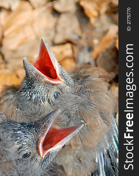 Two baby magpie birds left alone by mummie. Two baby magpie birds left alone by mummie