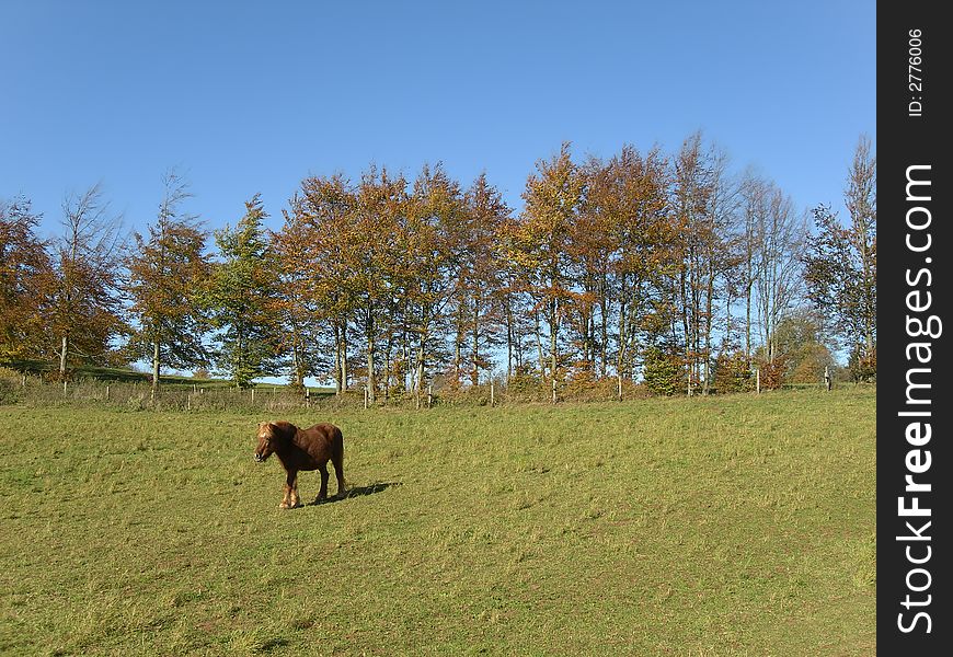 Brrown horse standing on a meadow. Brrown horse standing on a meadow