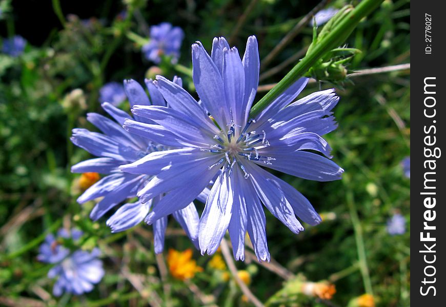 Blue flowers in the sunny garden