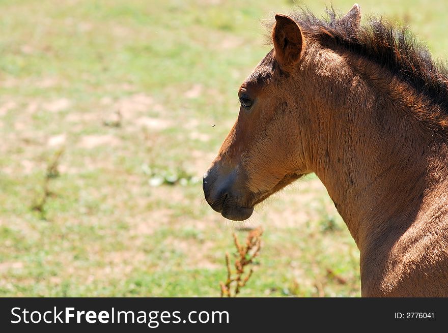 Young horse carefully watching back. Young horse carefully watching back