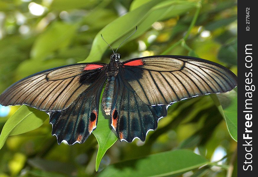 Butterfly with red an black markings with brownish wings sitting on green leafs