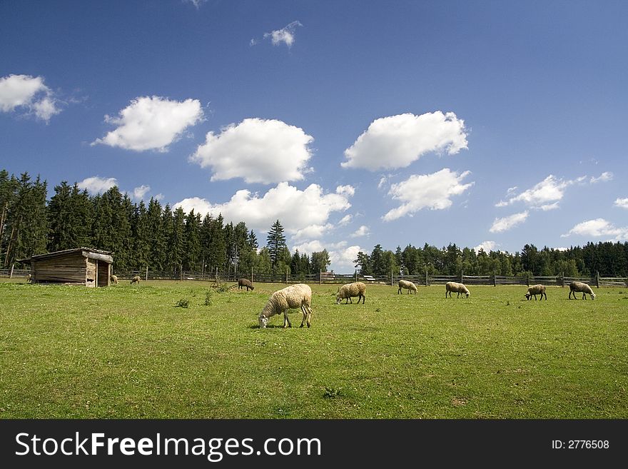 Sheep grazing on green land. Sheep grazing on green land
