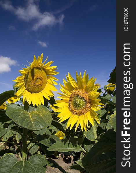 Sunflowers detail on sunflower filed (vertical composition)