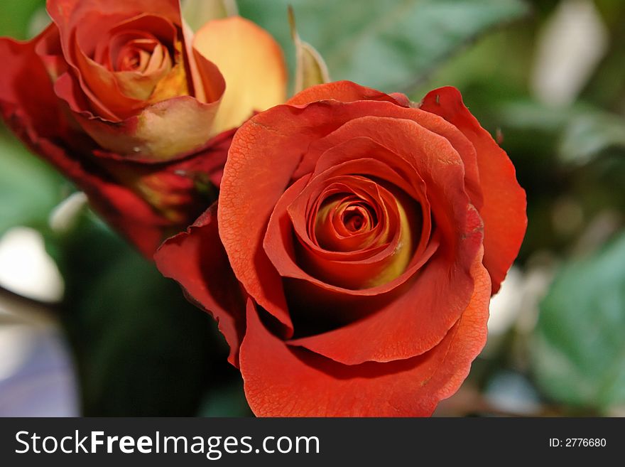 Beautiful red and yellow hybrid roses.