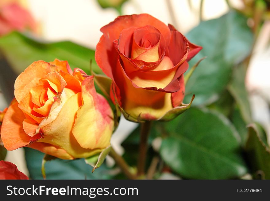 Beautiful red and yellow hybrid roses.