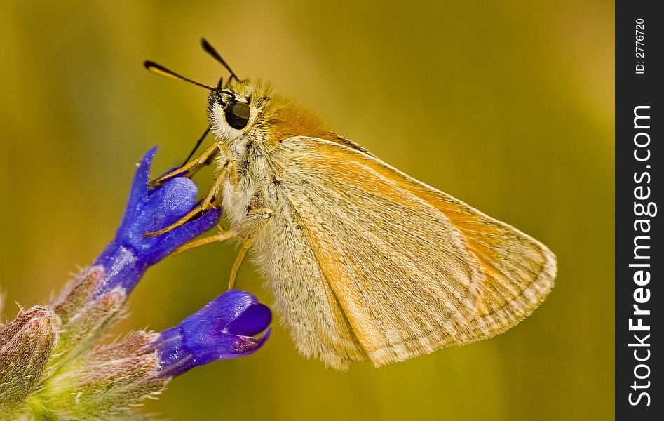 Close up on butterfly in the field