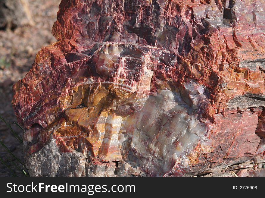 A very close up look at a petrified tree.